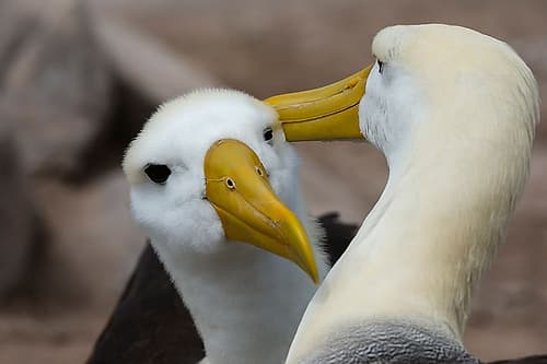 A couple of waved albatrosses-Diomedea irrorata Espanola Island-Galapagos-Ecuador Art Print